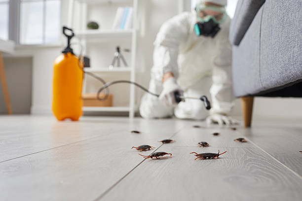 Commercial Kitchen Cockroach Control in Benbrook